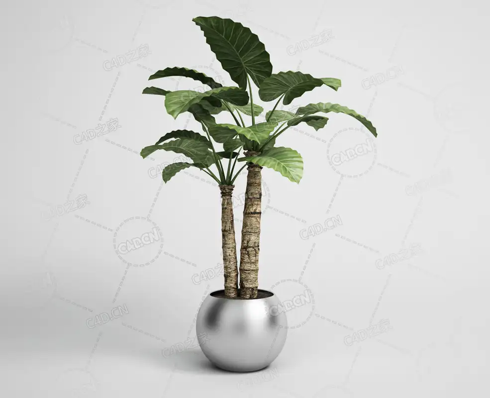 南方阔叶植物海芋滴水观音景观绿植盆栽模型下载 - C4D之家 - 15.png