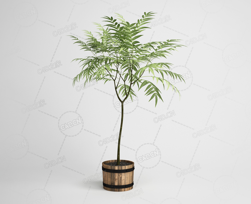 木桶树木盆栽木瓜树景观树木模型下载 - C4D之家 - 19.png