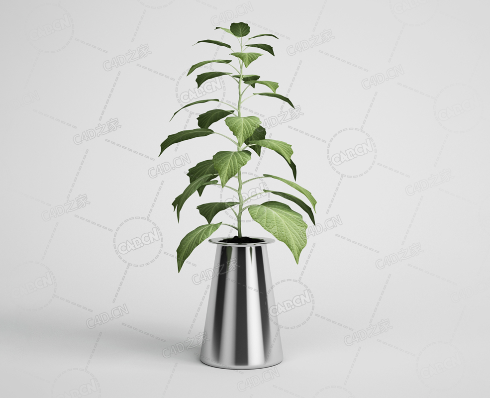 室内绿植盆栽植物模型下载 - C4D之家 - 20.png