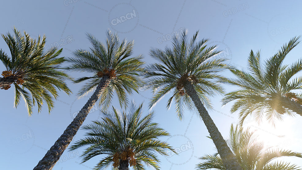 5颗棕榈树椰子树C4D模型Phoenix Dactylifera True Date Palm 3D Models