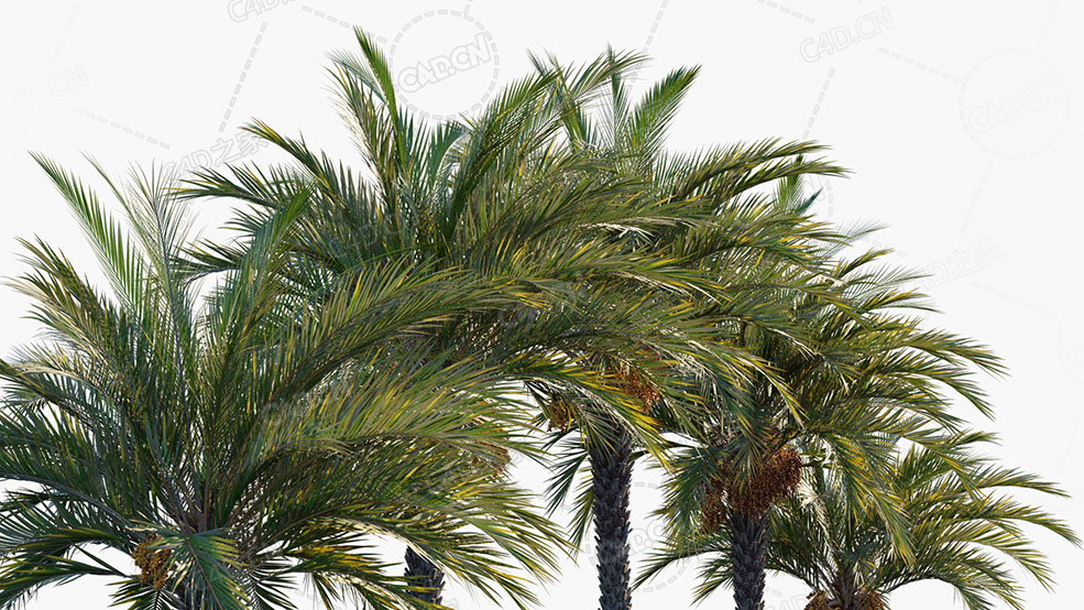 5颗棕榈树椰子树C4D模型Phoenix Dactylifera True Date Palm 3D Models - C4D之家 - Phoenix-dactylifera_PRV3.jpg