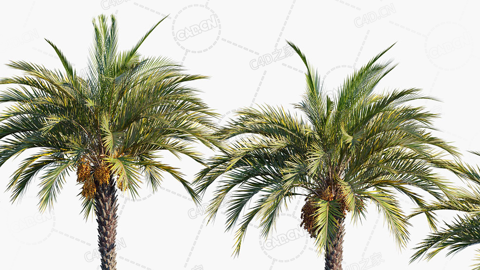 5颗棕榈树椰子树C4D模型Phoenix Dactylifera True Date Palm 3D Models - C4D之家 - Phoenix-dactylifera_PRV4.jpg