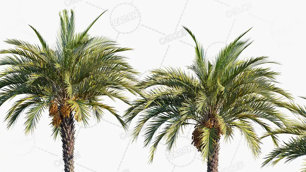 5颗棕榈树椰子树C4D模型Phoenix Dactylifera True Date Palm 3D Models - C4D之家 - Phoenix-dactylifera_PRV4.jpg