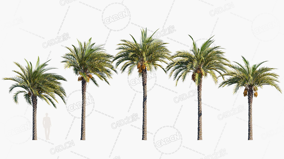 5颗棕榈树椰子树C4D模型Phoenix Dactylifera True Date Palm 3D Models - C4D之家 - Phoenix-dactylifera_PRV1.jpg
