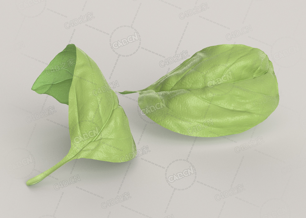 西餐香料罗勒叶子C4D模型Basil Leaf