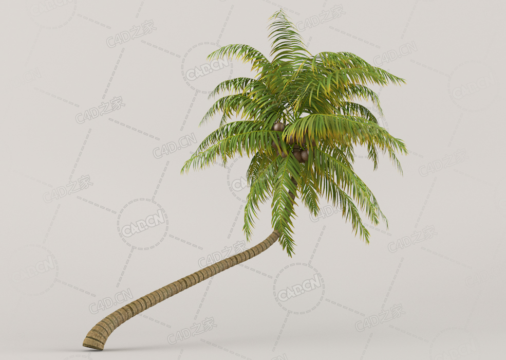 弯曲的椰子树C4D模型Coconut Palm