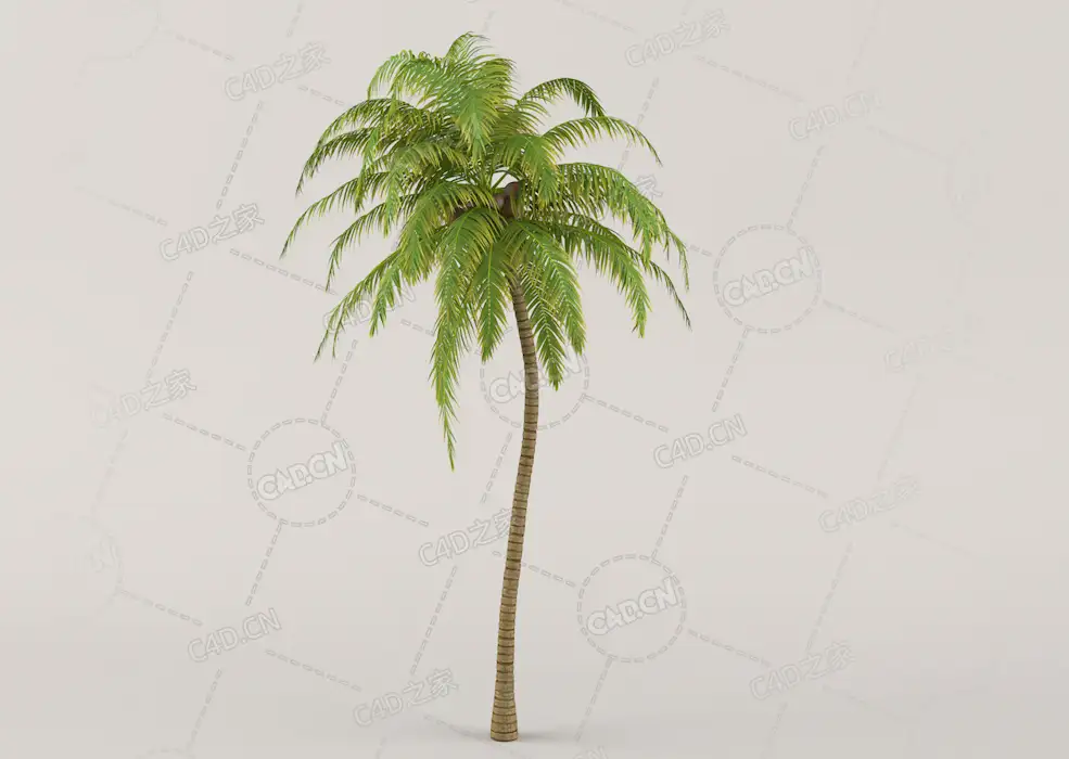 热带树木椰子树Coconut Palm Tree