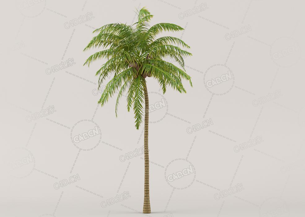 南方椰子树C4D模型Coconut Palm