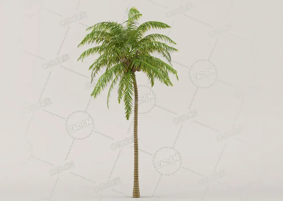南方椰子树C4D模型Coconut Palm