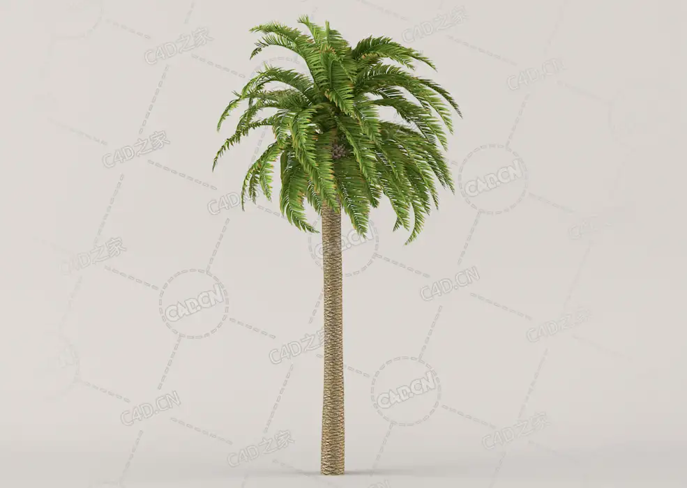 笔直的棕榈树C4D模型Palm Tree 01 - 5.8 m