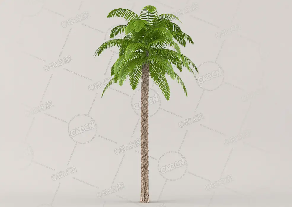热带景观树棕榈树木C4D模型Palm Tree 02 - 13.7 m