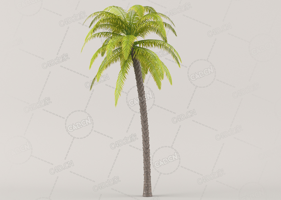 海南棕榈树木C4D模型Palm Tree 03 - 15.75 m