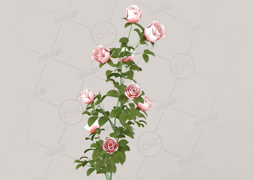 浅粉色月季花C4D模型Roses - Branch - 0.51 m - C4D之家 - 03.jpg
