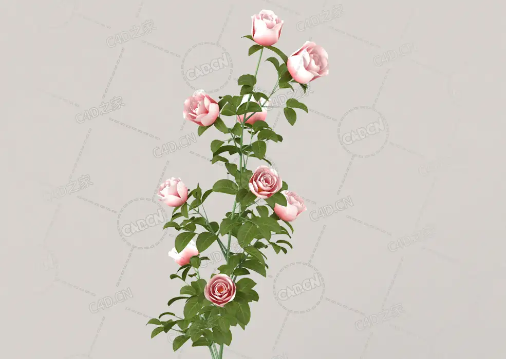 浅粉色月季花C4D模型Roses - Branch - 0.51 m - C4D之家 - 03.jpg