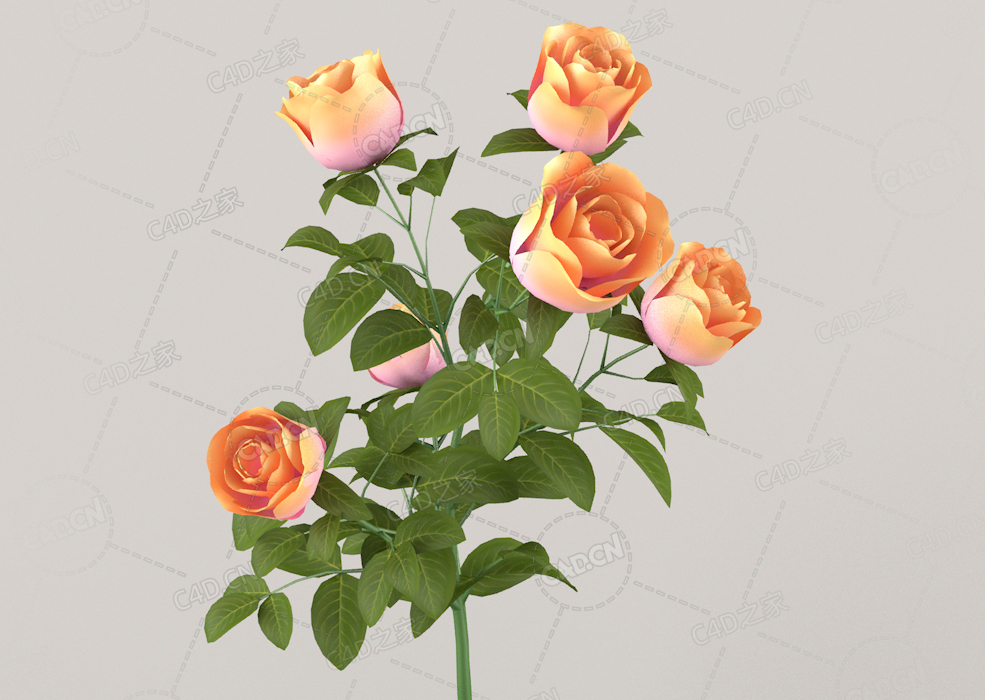 橙黄色月季花C4D模型Roses - Branch - 0.30 m - 01 - C4D之家 - 01.jpg