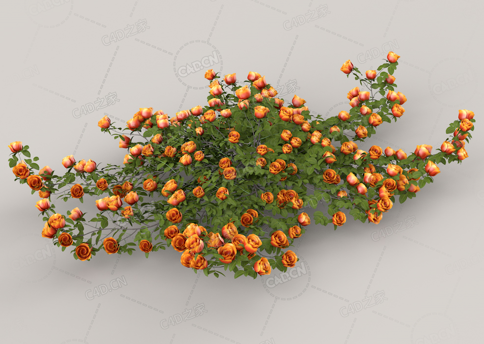 橙黄色蔷薇花C4D模型Roses - Orange - 0.28 m