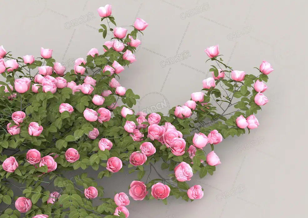 粉色玫瑰花C4D模型Roses - Pink - 0.30 m - C4D之家 - 11.jpg