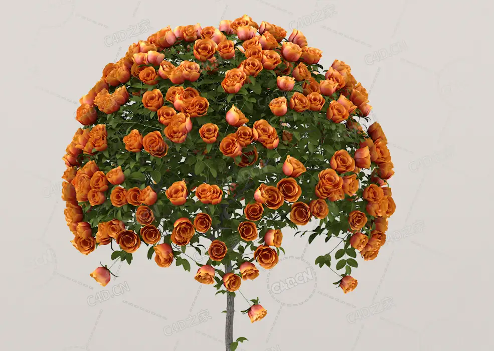 圆形花株橙黄色月季花景观花卉C4D模型Roses - Ornge - 1.17 m - C4D之家 - 10.jpg