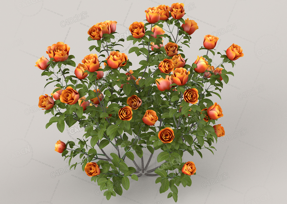 橙黄色月季C4D模型Orange Roses - 0.42 m