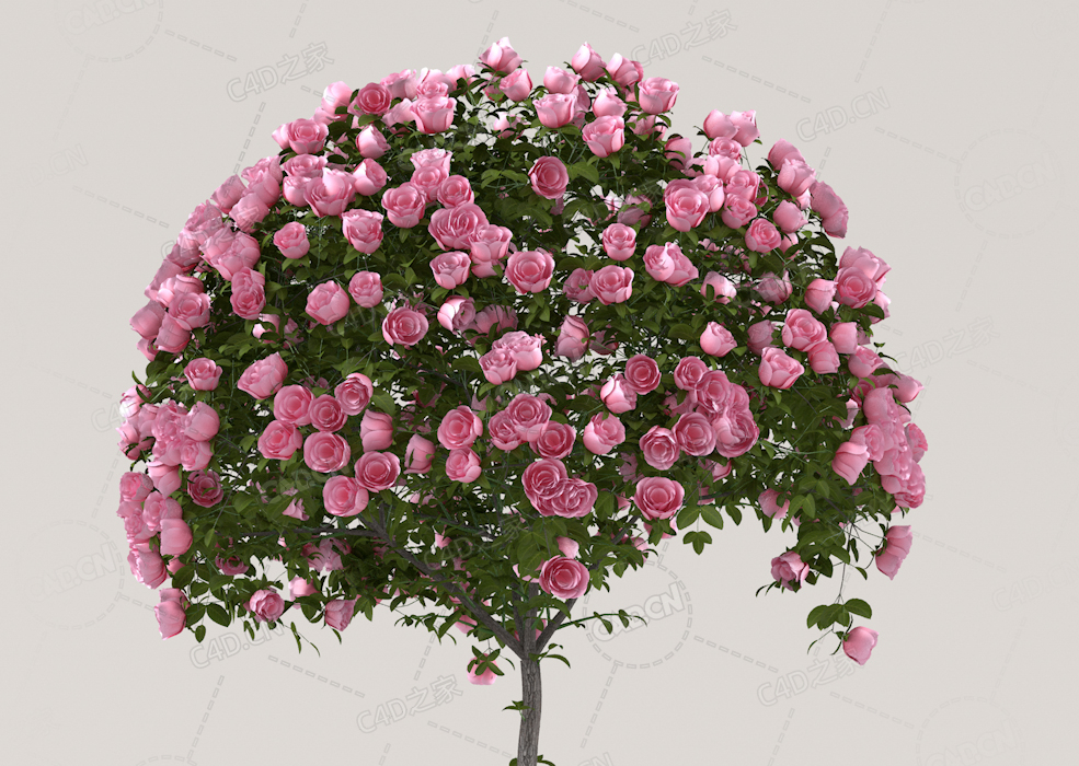 粉色月季花圆形景观花卉C4D模型Roses - Pink - 1.33 m