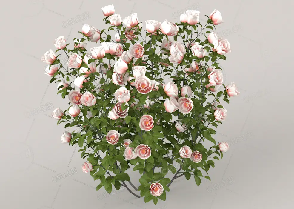 白色浅粉色月季花C4D模型Roses - White - 0.49 m - C4D之家 - 12.jpg