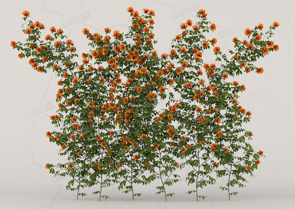 攀爬蔷薇花卉橙黄色月季花C4D模型Roses - Wall - 1.53 m - C4D之家 - 18.jpg