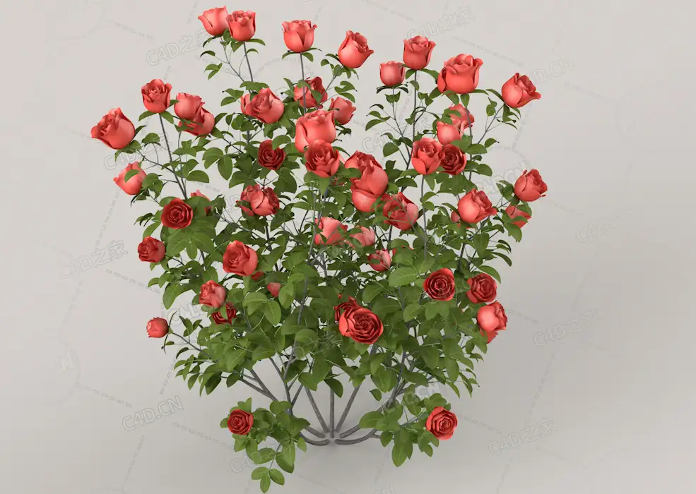 茂盛的红色月季花卉植株C4D模型Red Roses 01 - 0.50 m - C4D之家 - 16.jpg