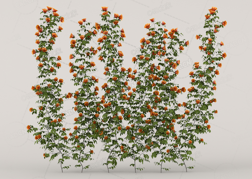 围墙爬藤蔷薇花橙色月季花C4D模型Roses - Wall - 1.60 m