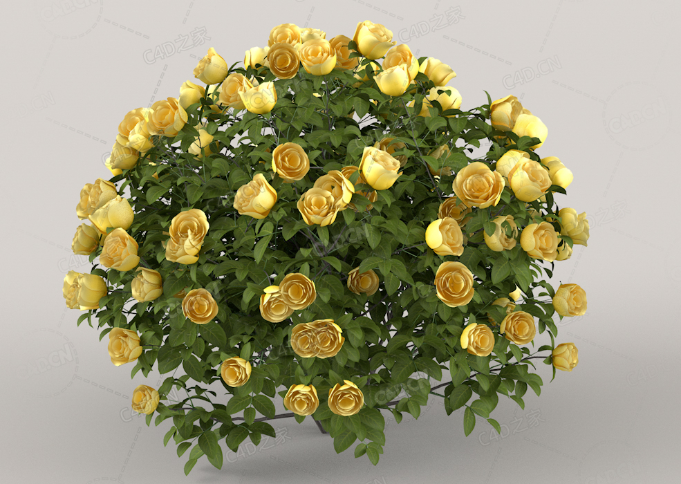 黄月季花卉C4D模型Roses - Yellow - 0.42 m