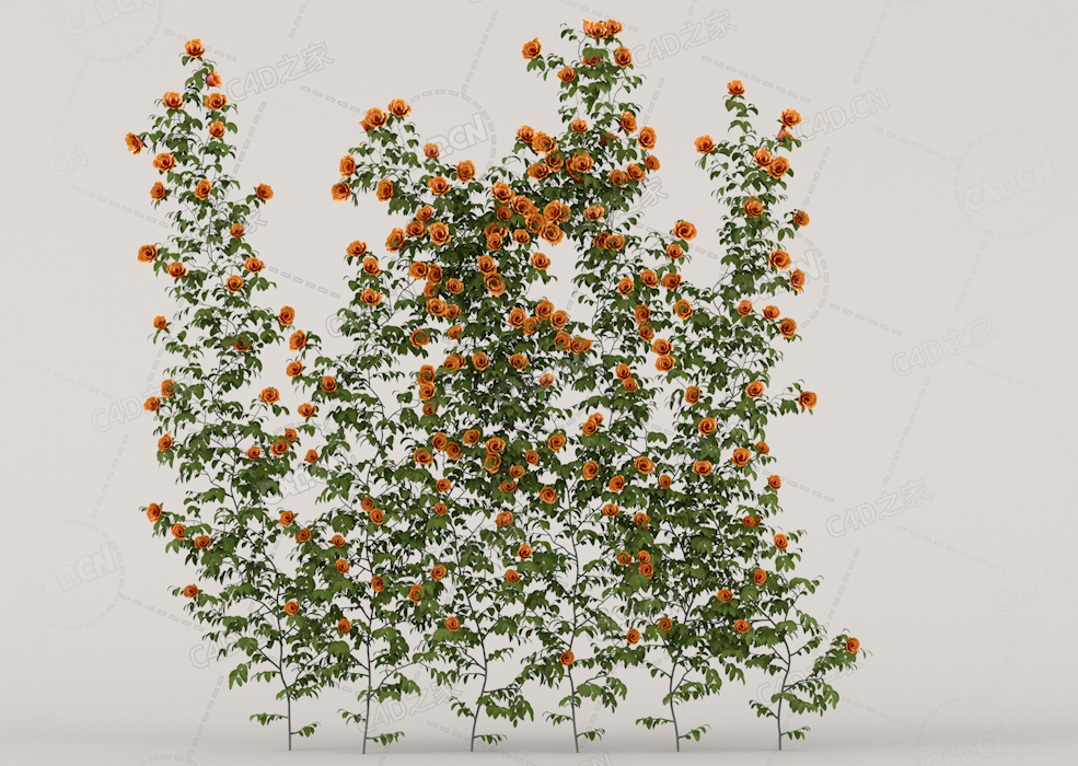 杏黄色爬藤蔷薇花C4D模型Roses - Wall - 1.81 m