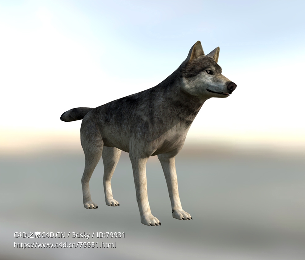 低面野狼模型wolf-quest-coats-wolf