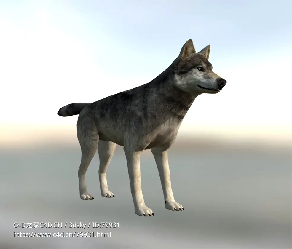 低面野狼模型wolf-quest-coats-wolf