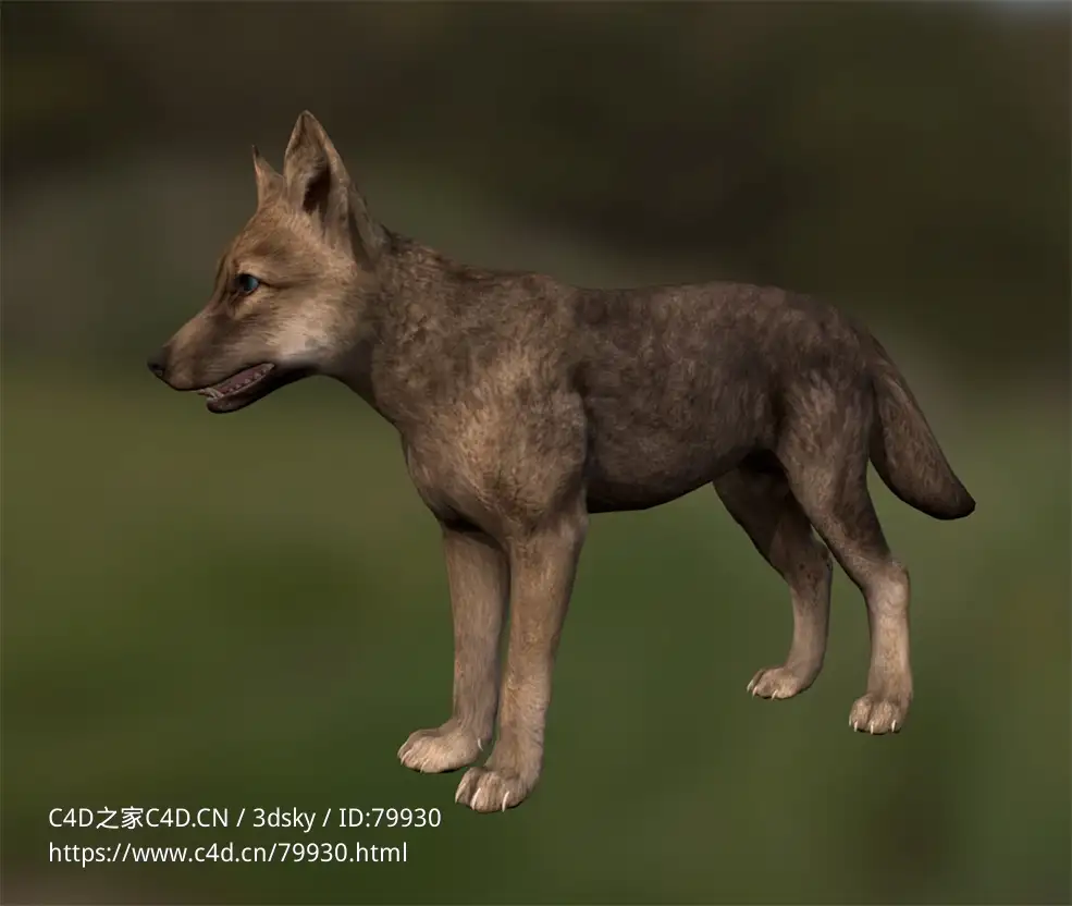 小灰狼狼崽wolf-quest-coats-summer-wolf-cub