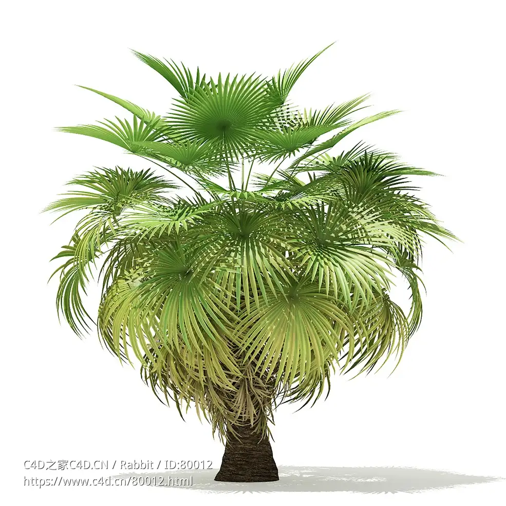 加州棕榈树California Palm Tree 3D Model 5.4m