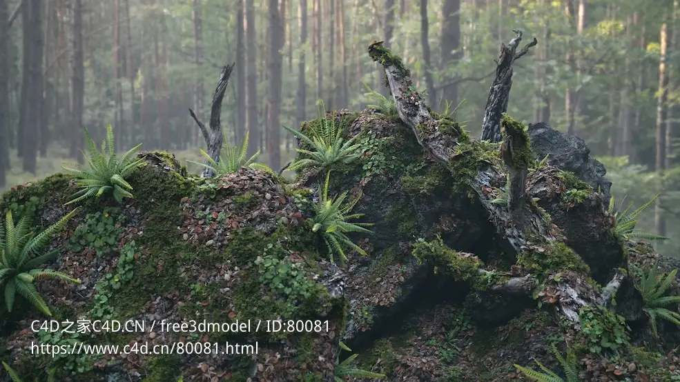 原始森林枯树树枝苔藓石头蕨类植物草木