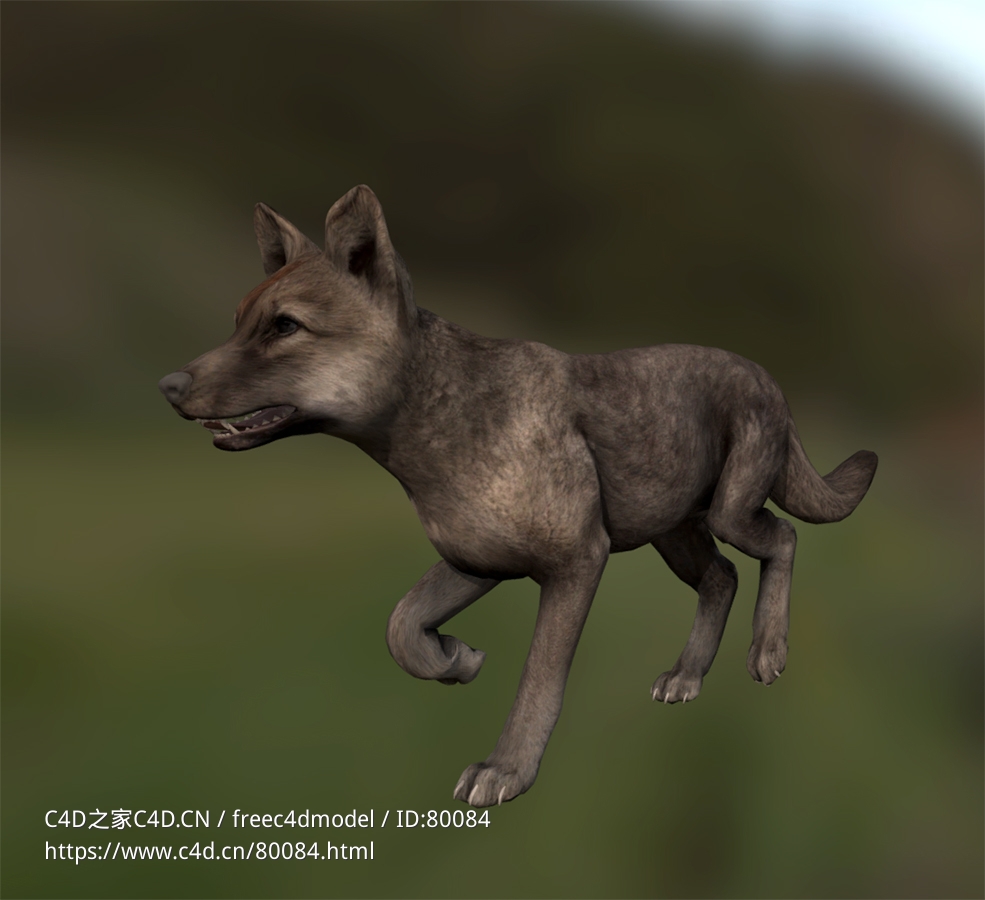 野狼幼崽animated-summer-wolf-cub - C4D之家 - 02.jpg