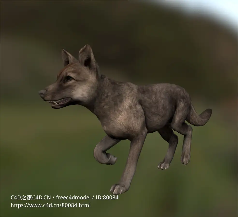 野狼幼崽animated-summer-wolf-cub
