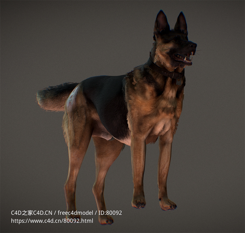 德国牧羊犬阿尔萨斯狼狗德国黑背cod-ghosts-riley