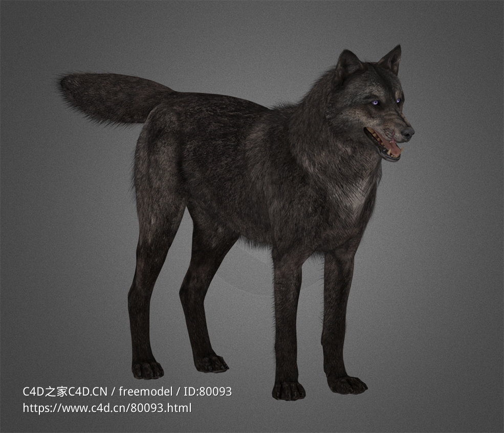 灰狼cod-ghosts-wolf-puppy