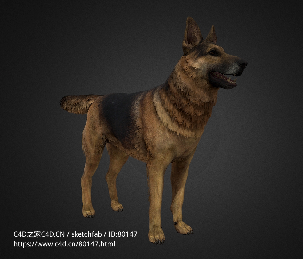 德国牧羊犬german-shepherd-rig