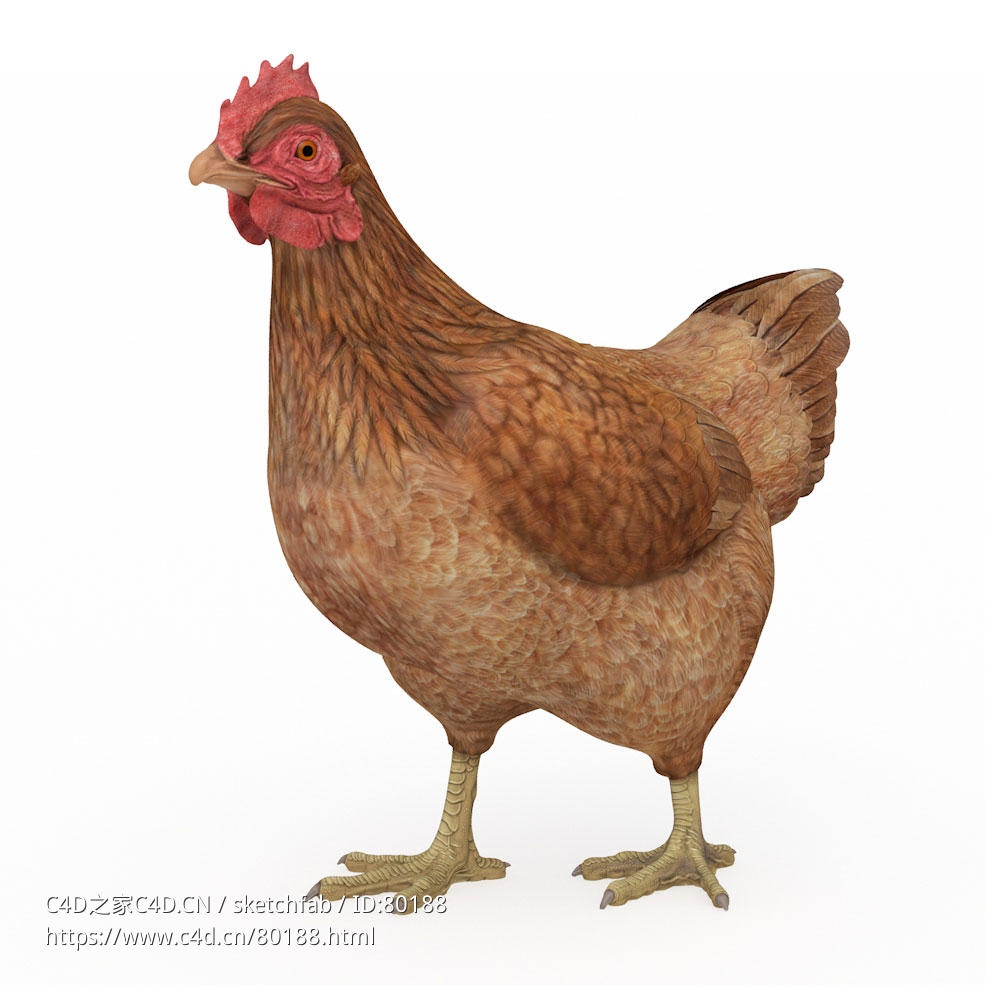 黄色老母鸡c4d模型下载
