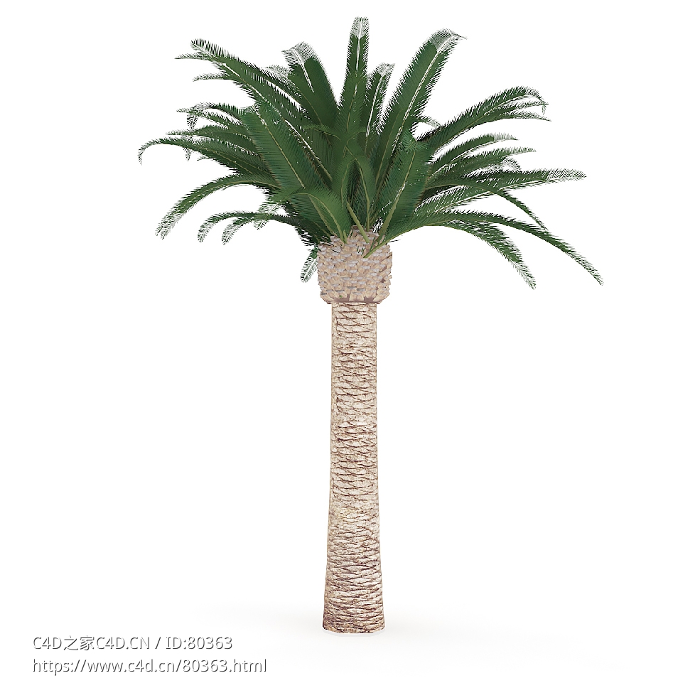 王棕树海枣树 - C4D之家 - 10.jpg