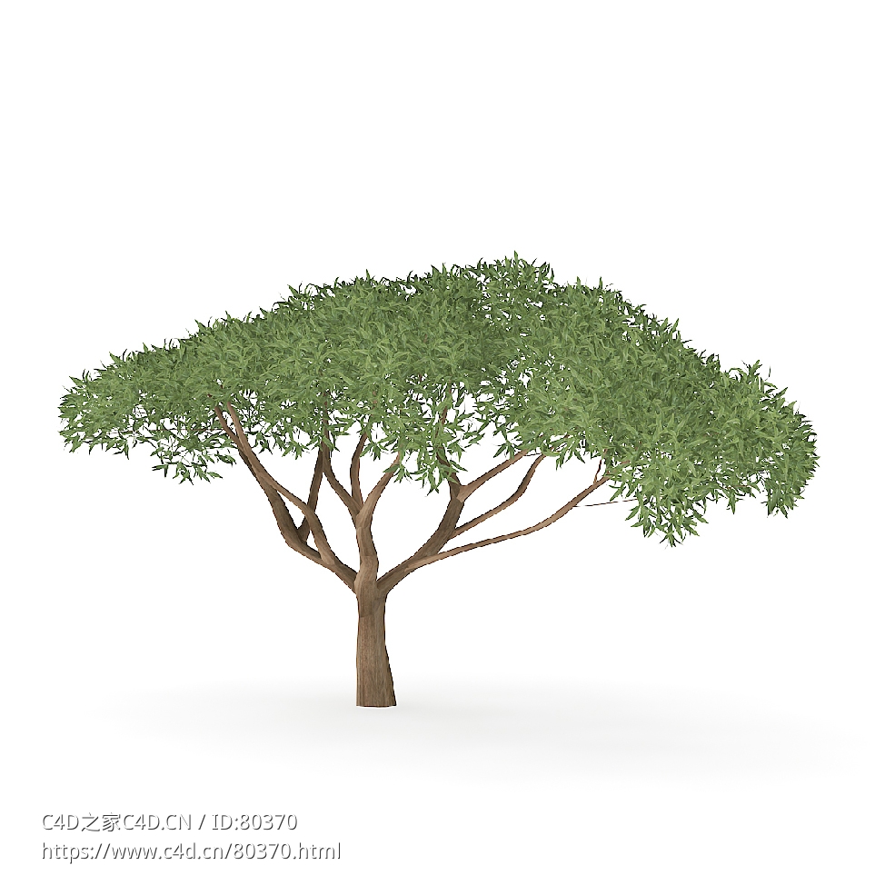 热带草原树木 - C4D之家 - 17.jpg