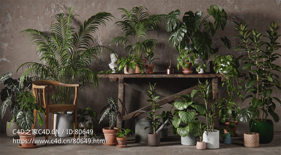 48个景观盆栽绿植模型 3DCollective – Interior Plants Pack 01 (3DS MAX/OBJ格式)