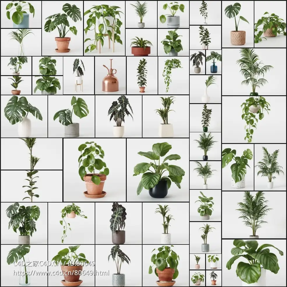 48个景观盆栽绿植模型 3DCollective – Interior Plants Pack 01 (3DS MAX/OBJ格式) - C4D之家 - 未命名.jpg