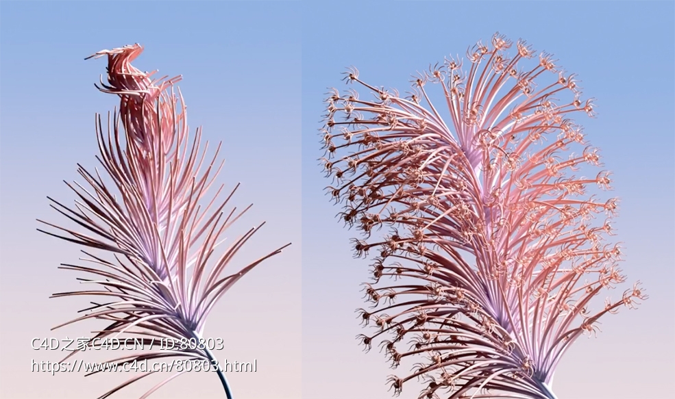 C4D植物开花运动样条中文视频教程