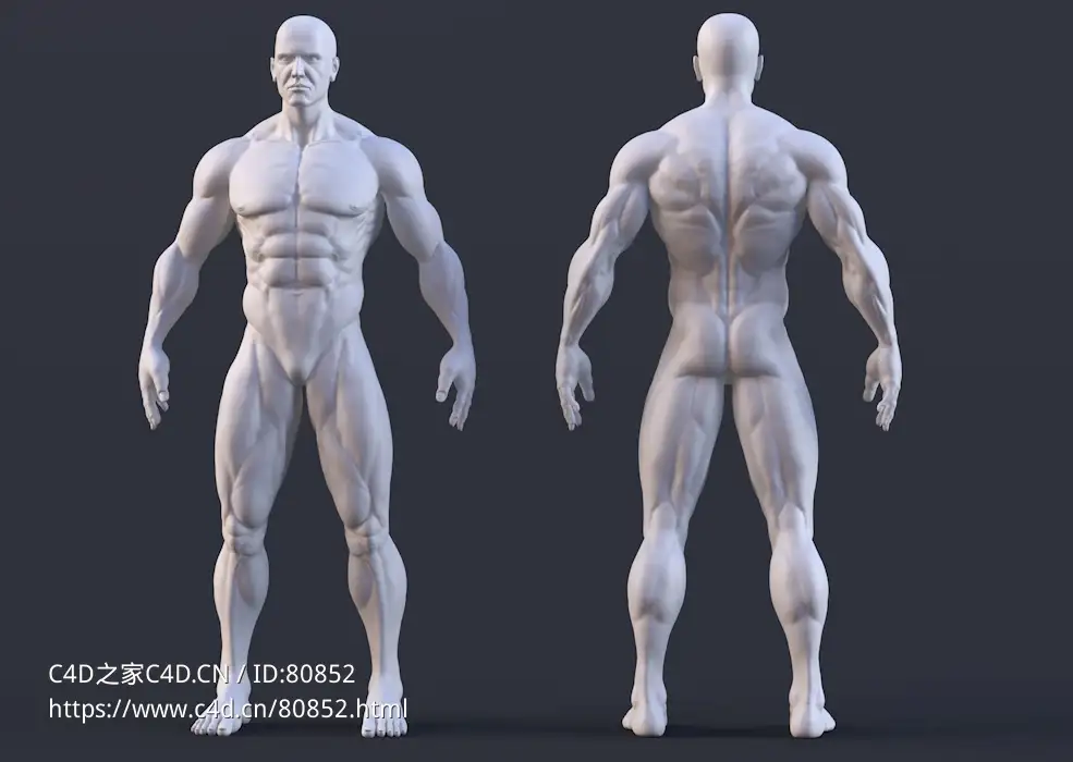 男性人体肌肉结构3D模型 Muscular Male Anatomy Human Base Mesh