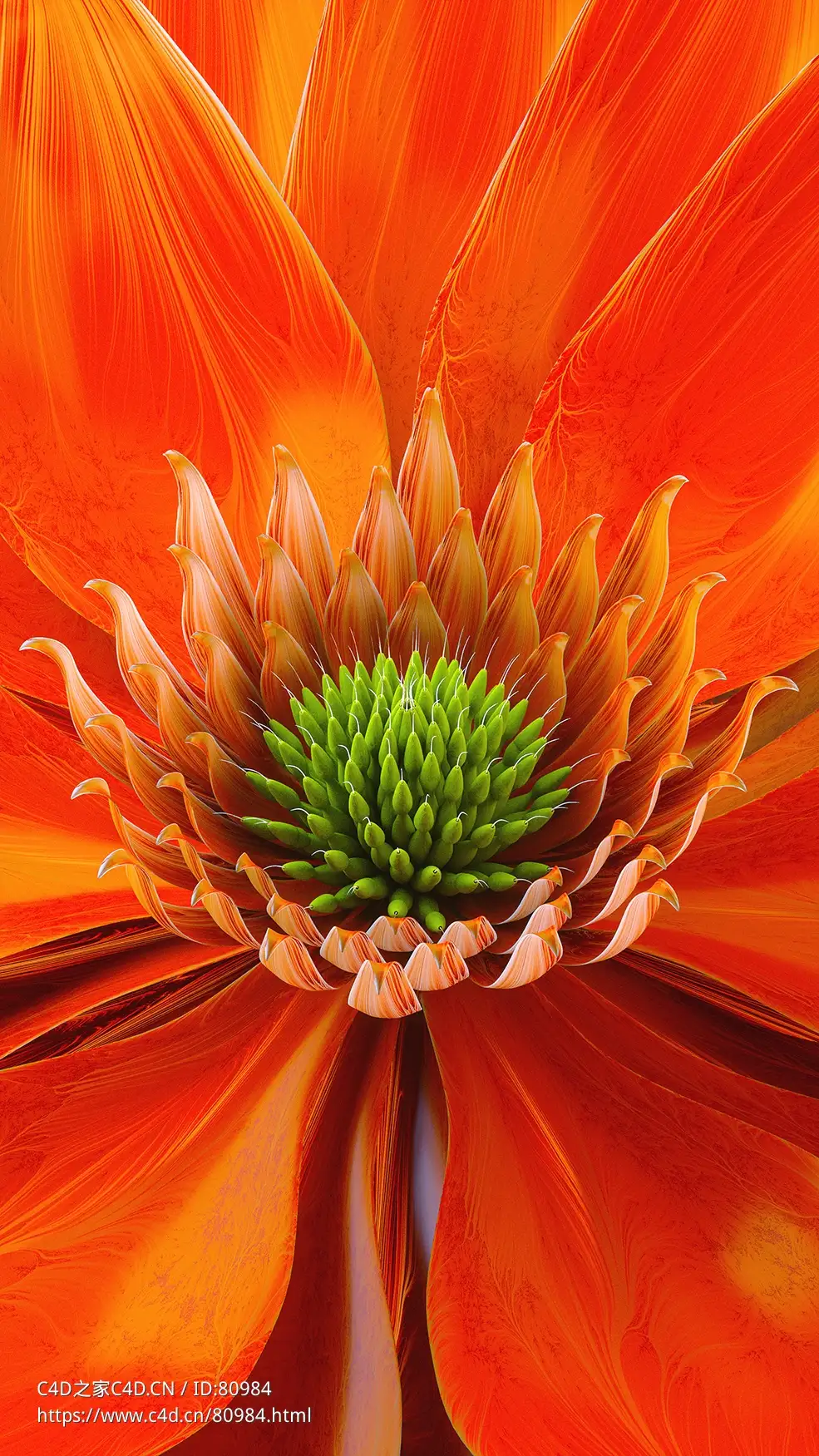 绽放的花朵红花c4d octane渲染工程文件Blooming Red