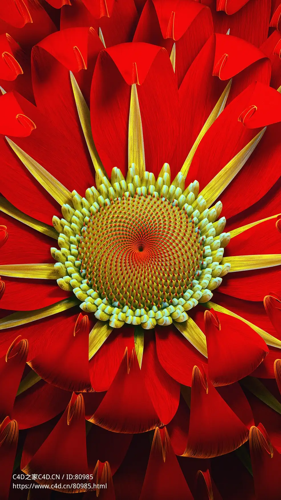 红色花卉花蕊c4d octane渲染工程文件Blooming Red #2