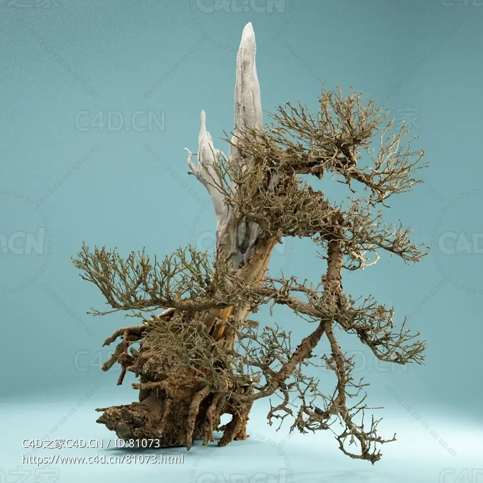 残枝败叶迎客树景观老树Dead Bonsai 03